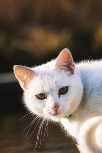 Close-up portrait of a cat