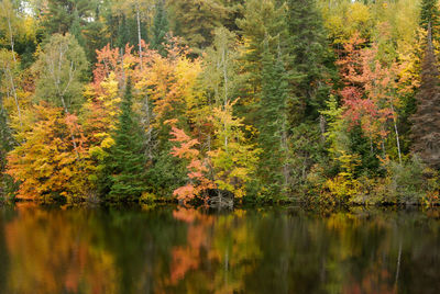 Scenic view of forest during autumn