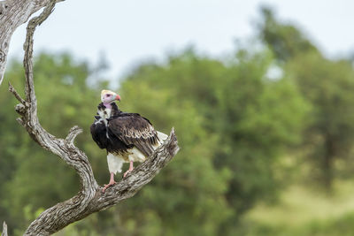 Bird perching on a tree