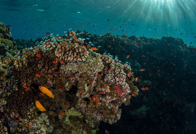sea