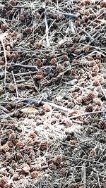 Full frame shot of dry plants on land