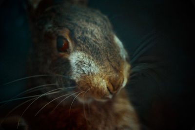 Close-up of a cat