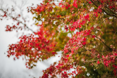 Close-up of red leaves of maple during autumn