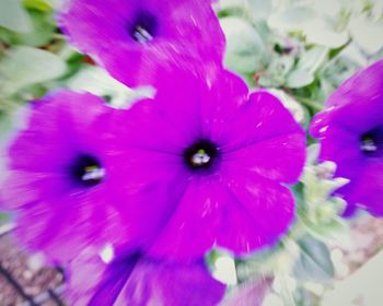 Close-up of pink flower