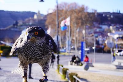 Close-up of owl perching on street in city