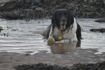 Portrait of dog sitting in rock pool at brach