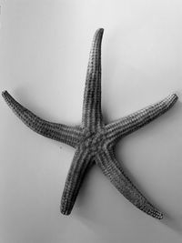 High angle view of starfish 