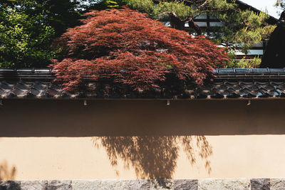 View of flowering tree by bridge