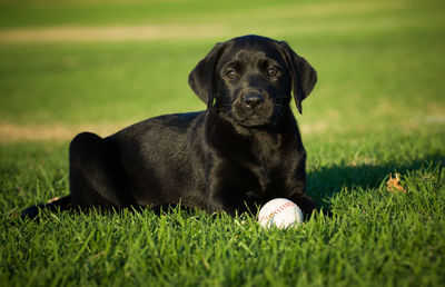 Portrait of puppy on grass