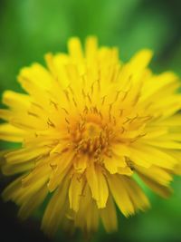 Macro shot of yellow flower