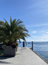 Palm trees on beach against sky