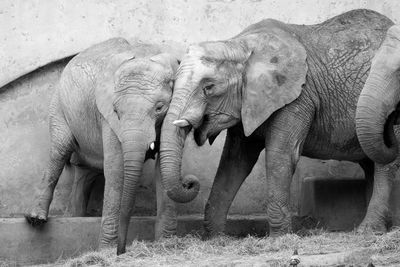 Elephants against wall at zoo