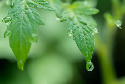 Close-up of fresh green leaves