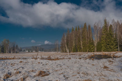 Trees on field against sky during winter