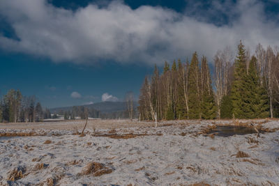 Trees on field against sky during winter