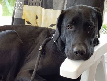 Close-up portrait of dog