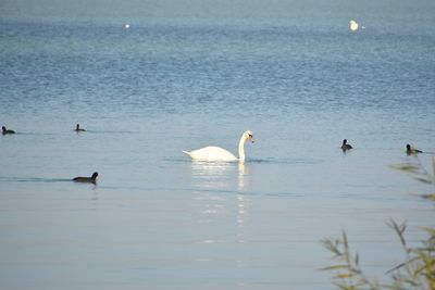 Swans swimming in lake