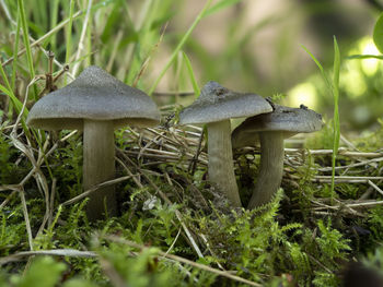 Close-up of mushroom growing on field