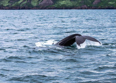 Whale swimming in sea