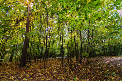 Trees in forest