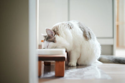 White cat eating from a bowl at home 