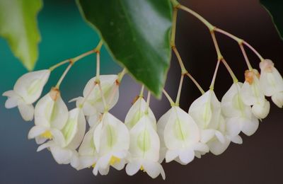 Close-up of flowers over black background