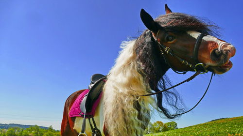 Low angle view of a horse against the sky