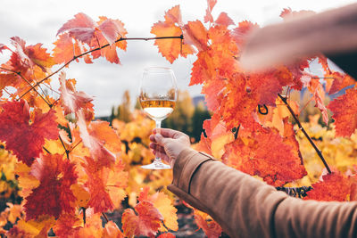 Close-up of hand holding autumn leaves