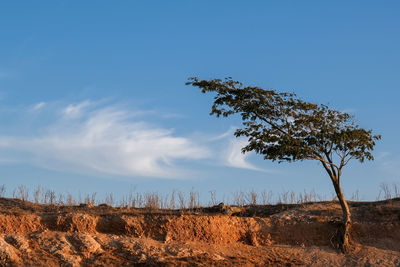 Plants on field against sky