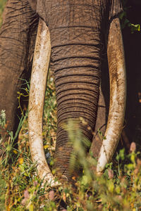 Close-up of elephant