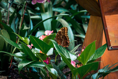 Brown butterfly hiding in a bush