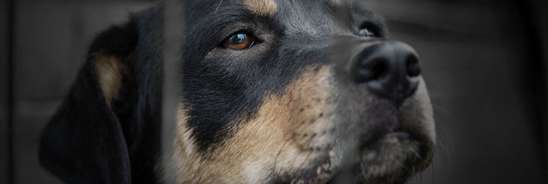 Dog in animal shelter waiting for adoption. dog behind the fences. dog in animal shelter cage.