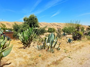 Cactus growing on field against sky