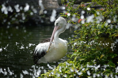 Bird perching on a lake