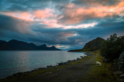 Scenic dirt road along the beach against the sunset mountain view, against sky, lofoten, norway