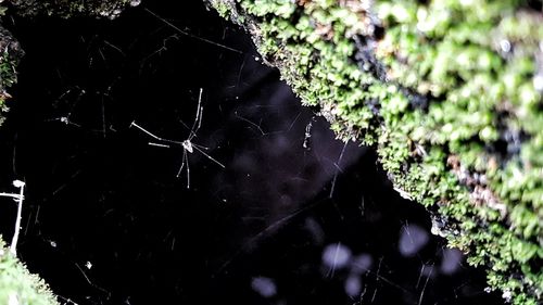 Close-up of spider web on plant