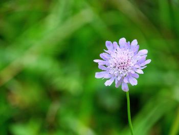 Close-up of purple flower blooming outdoors