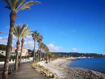 Palm trees on beach against blue sky