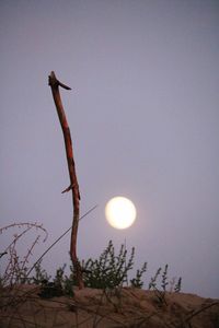 Low angle view of plant against clear sky
