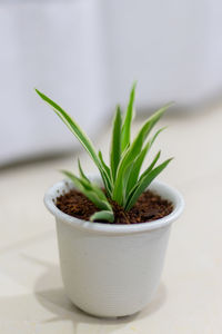 Close-up of potted plant