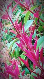 Full frame shot of red plant