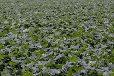 White flowering plants on snow covered land