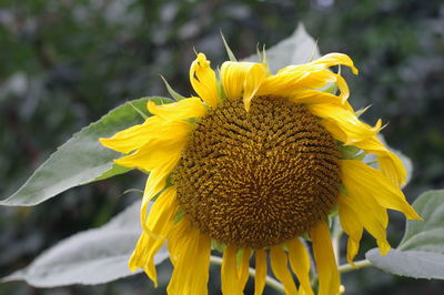 Close-up of yellow sunflower blooming outdoors