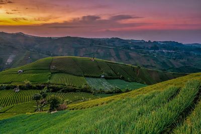 Scenic view of agricultural field during sunset