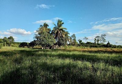 Trees on field against sky