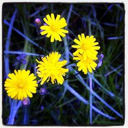 Close-up of yellow flower