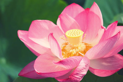 Close-up of pink water lily