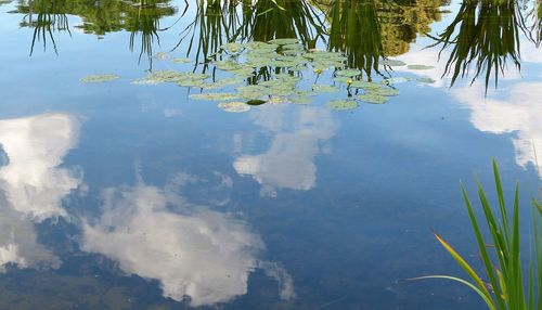 Reflection of trees in water