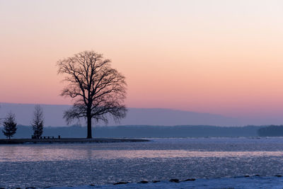 Bare tree on landscape against clear sky