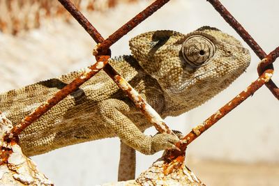 Close-up of iguana behind rusty metal fence